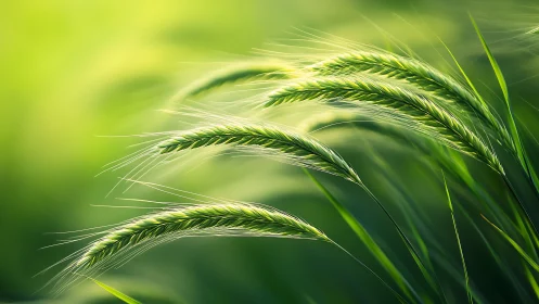 Soft wind over green barley, a quiet dance of sunlight.