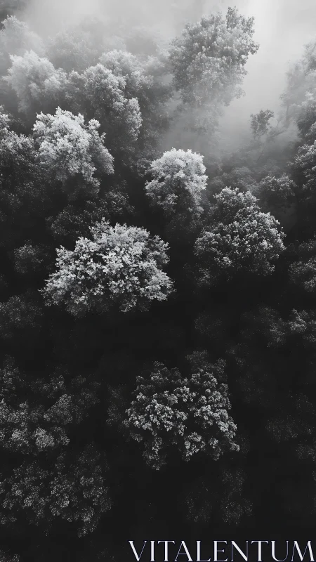 Monochrome aerial view of dense forest canopy in fog.