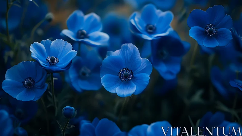 Cerulean Whispers: Delicate Anemones in Blue Symphony.