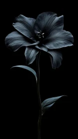 Dark Bloom: A Moody Floral Study Against Black