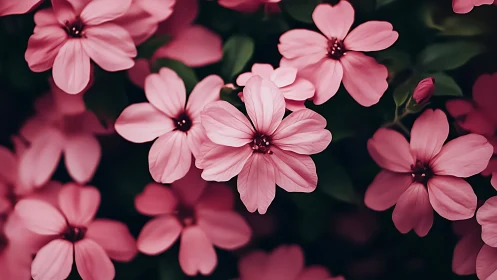 Pink Petals Dancing in Light.