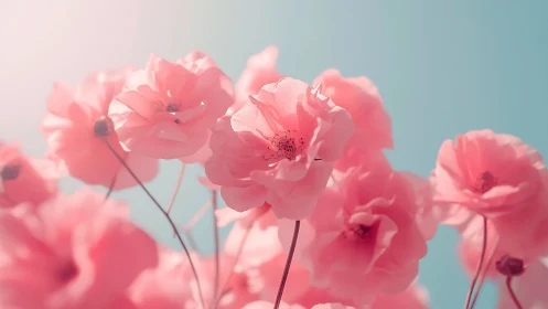 Pink Garden Roses Backlit Against Clear Turquoise Sky. Professional floral photography emphasizing d