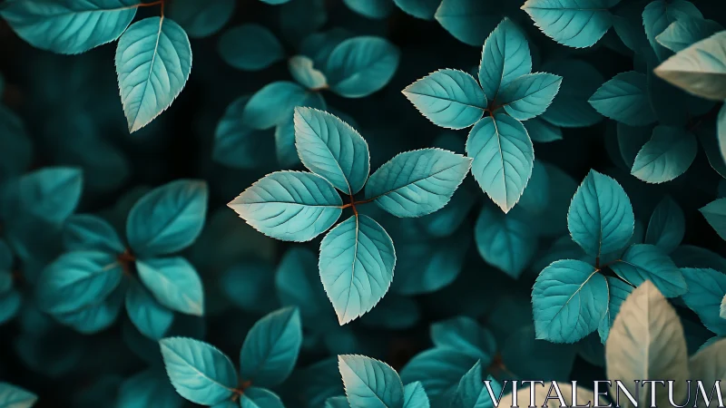 Clustered teal foliage forms evenly spaced leaf rosettes