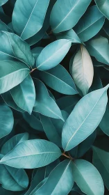 Calm teal leaves creating a soothing natural hideaway.