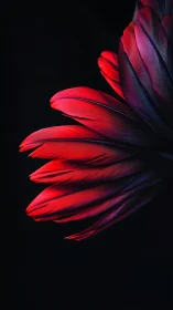 Red bird feathers curve into darkness with sharp contrast