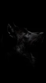 Black wolf profile portrait in dramatic low key lighting.