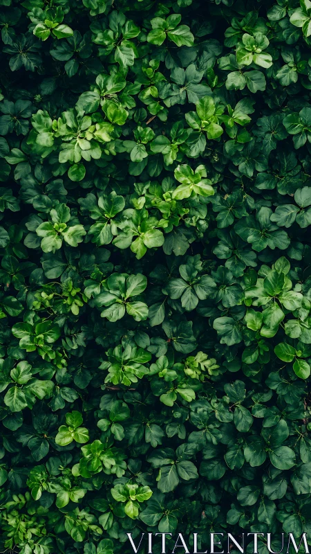 Dense green foliage forms a cohesive botanical surface plane