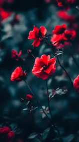 Red Geranium Flowers Close-up Photography