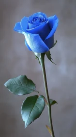 Cerulean rose bloom captured against neutral backdrop with botanical precision.