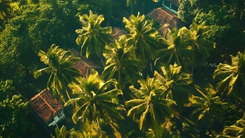 Sunlit tropical palms sheltering cozy red-roof homes.
