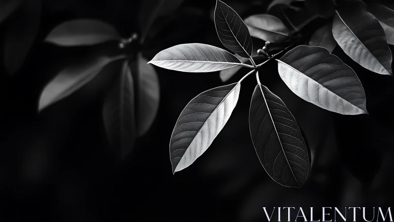 Monochrome leaves catch stark sidelight over deep shadow