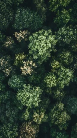 Aerial forest canopy view with differentiated tree density and light exposure.