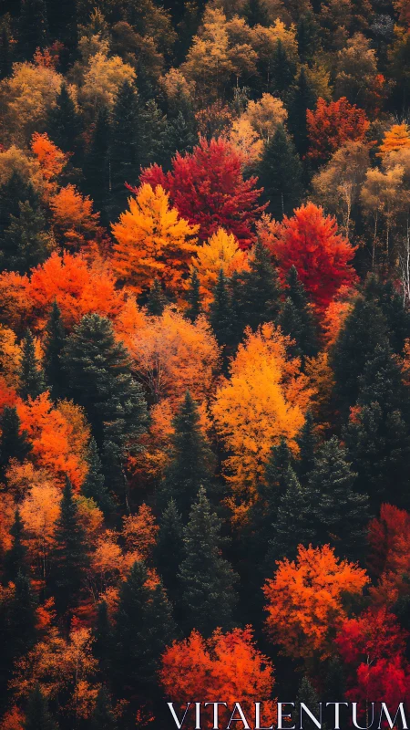Dense conifer and deciduous forest canopy in peak autumn color