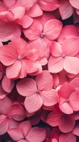 Pink Hydrangea Whispers: Delicate Petals Painted in Blossoming Abundance.