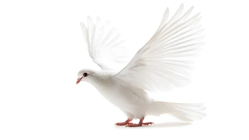 White dove landing with spread wings on white background.