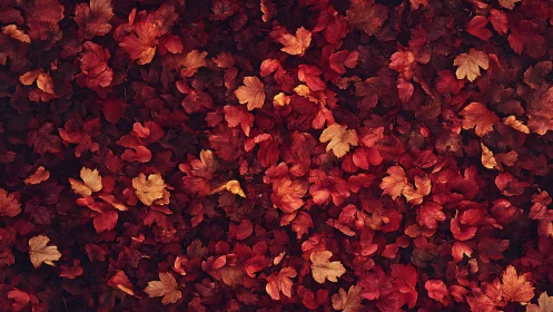 Dense carpet of red autumn leaves covering the ground.