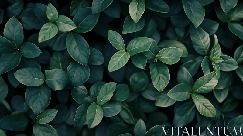 Orthographic foliage array with low-key tonal luminance mapping.