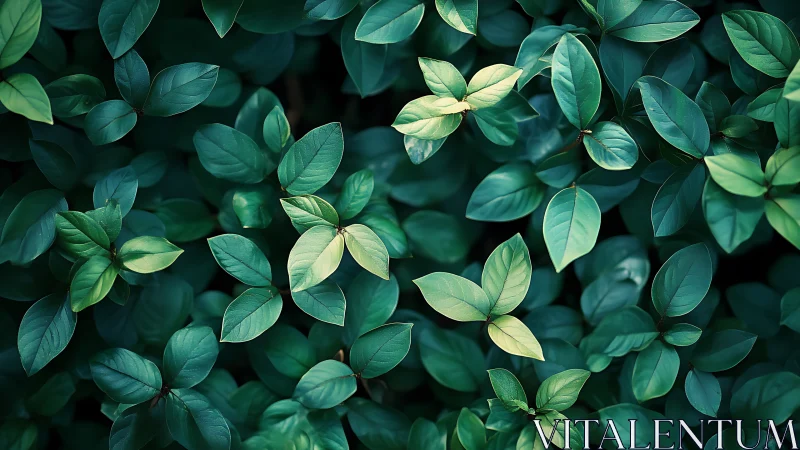 Dense green foliage with layered leaves in soft light.