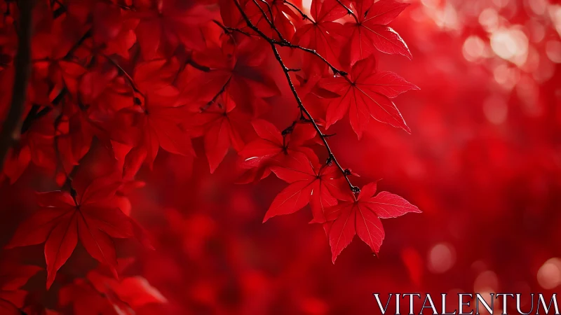 Scarlet maple whispers in a velvet blur of autumn hush.