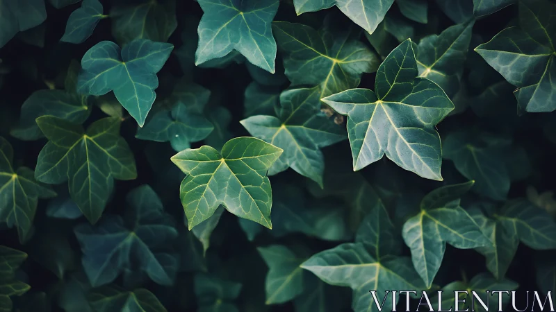 Emerald ivy leaves form a lush, layered forest carpet.