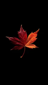 Single red maple leaf glows against deep black background