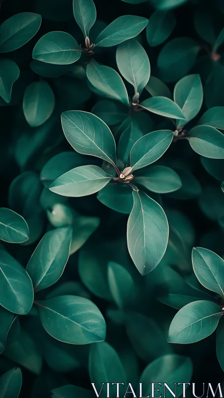 Macro botanical foliage study in teal tonalist palette.