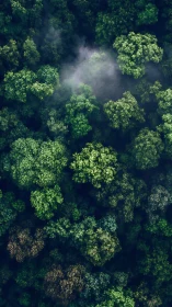 Aerial Forest Canopy with Mist and Compositional Depth.
