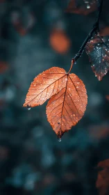 Close-up of wet orange leaves against blurred dark background.