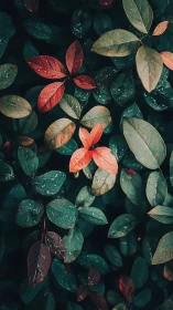 Scarlet leaves amid teal foliage under soft raindrops glow.