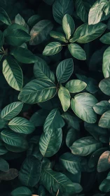 Lush green leaves create a calm, softly shaded garden moment