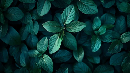 Gentle teal leaves glowing softly in a calm forest hush.