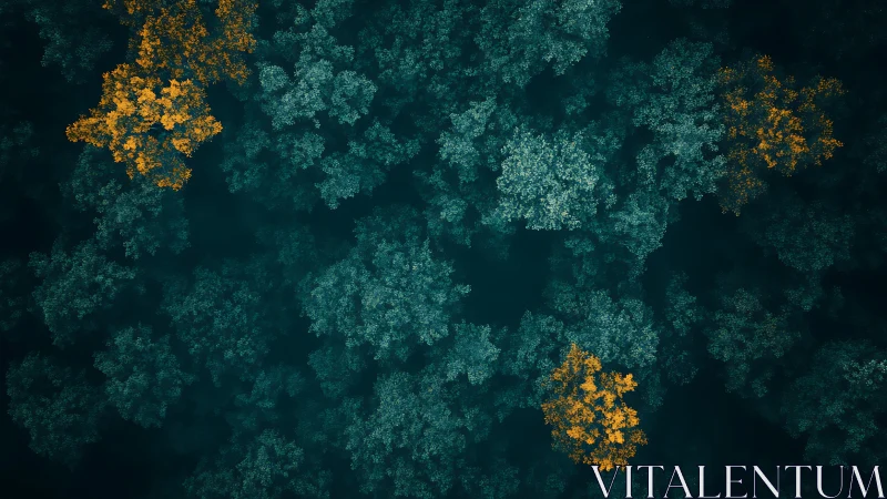 Autumn canopy from above isolates warm crowns in cool forest grid