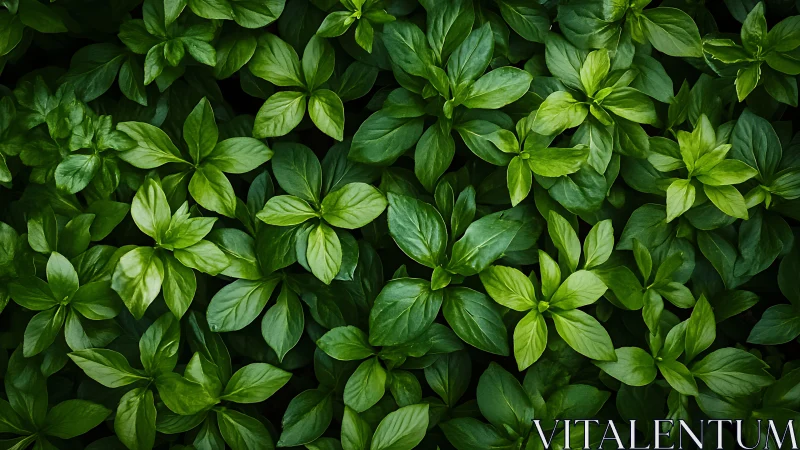 Dense overhead view of uniform green leafy plant foliage.