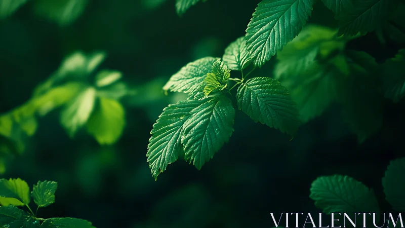 Leaflight quietly crowns the forest&rsquo;s deep green hush