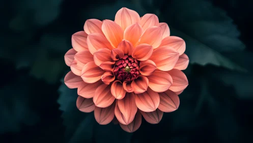 Coral Dahlia Bloom Against Teal Background