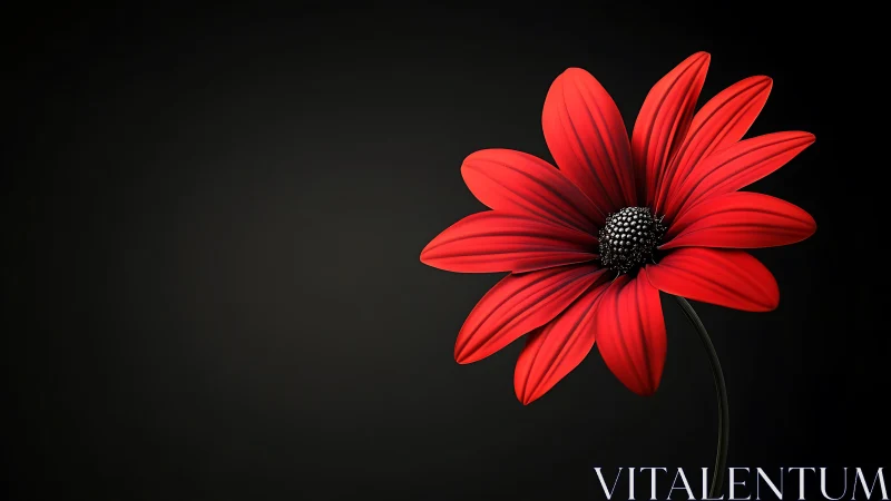 Vibrant Red Daisy Against Dark Minimalist Background