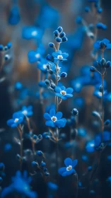Blue forget-me-not blossoms in dreamy shallow focus field.