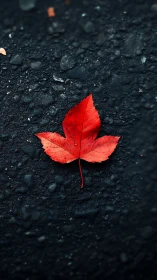 Chromatic isolation of scarlet maple leaf on wet asphalt surface.