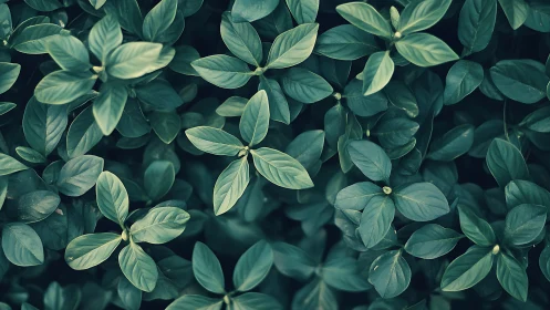Dense green foliage forms layered carpet under soft light