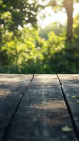 Morning Light Dances Through the Garden.