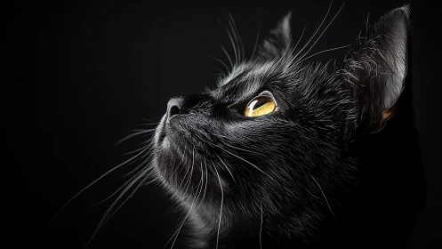 Felidae Portrait Study: Black Cat with Luminous Amber Eyes.