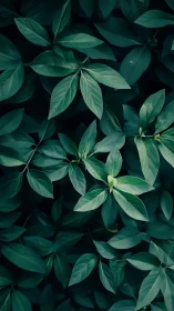 Dense cluster of green leaves fills the vertical frame evenly
