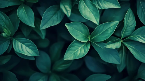 Lush green leaves form a tranquil natural background pattern.