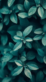 Quiet teal leaves rehearse a soft forest lullaby together