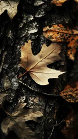 Dry oak leaves resting on dark textured tree bark.