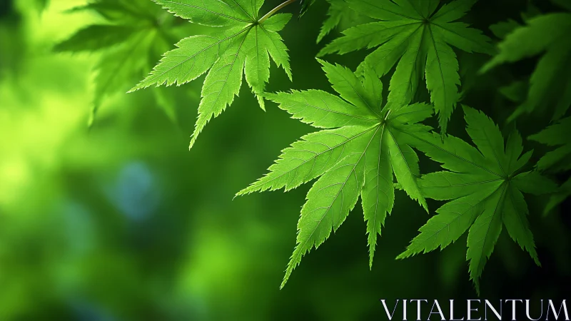 Gentle green maple leaves glowing in soft forest light.