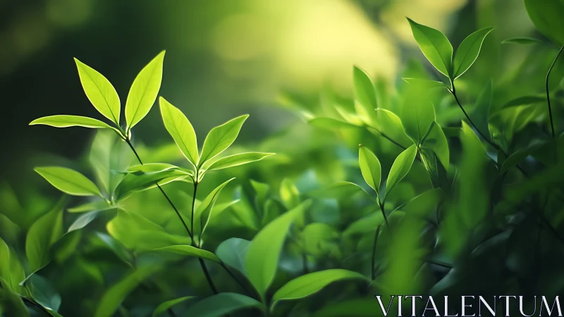 Sunlit Green Leaves in Nature, Soft Focus Botanical Photography.