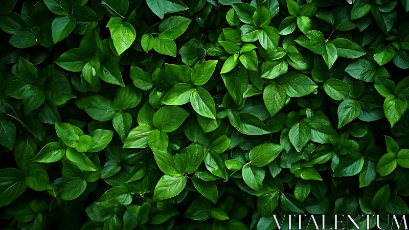 Dense green foliage pattern with glossy overlapping leaves.