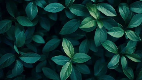 Dark green foliage pattern with overlapping leaves.