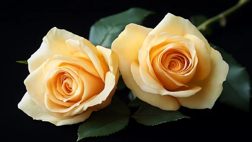 Two Golden Roses Bloom in Gentle Harmony.
